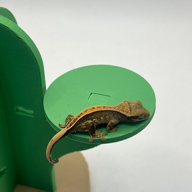 100%헷아잔틱 풀핀 쿼드