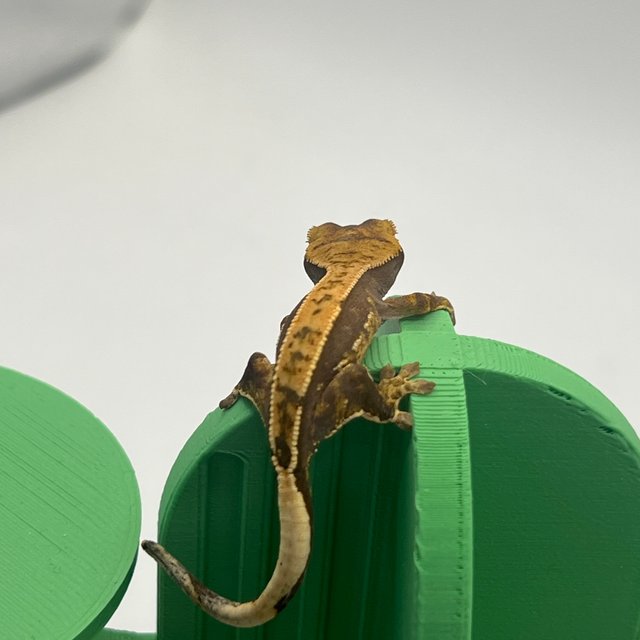 100%헷아잔틱 핀스트라이프