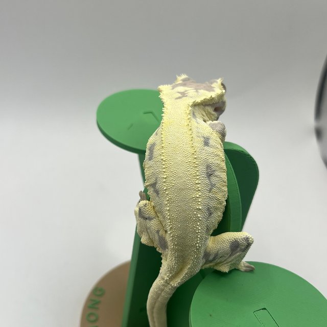 프라푸치노 솔리드백