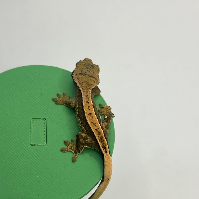 100%헷아잔틱 풀핀 쿼드