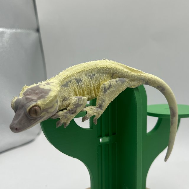 프라푸치노 솔리드백