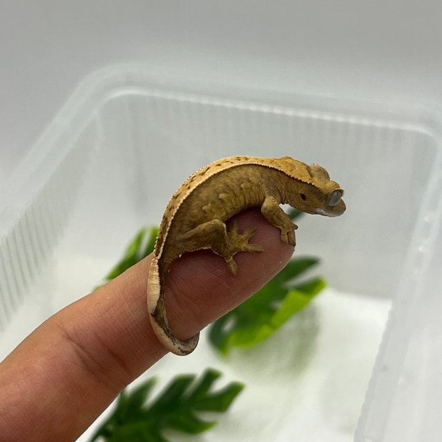 100%헷아잔틱 풀핀