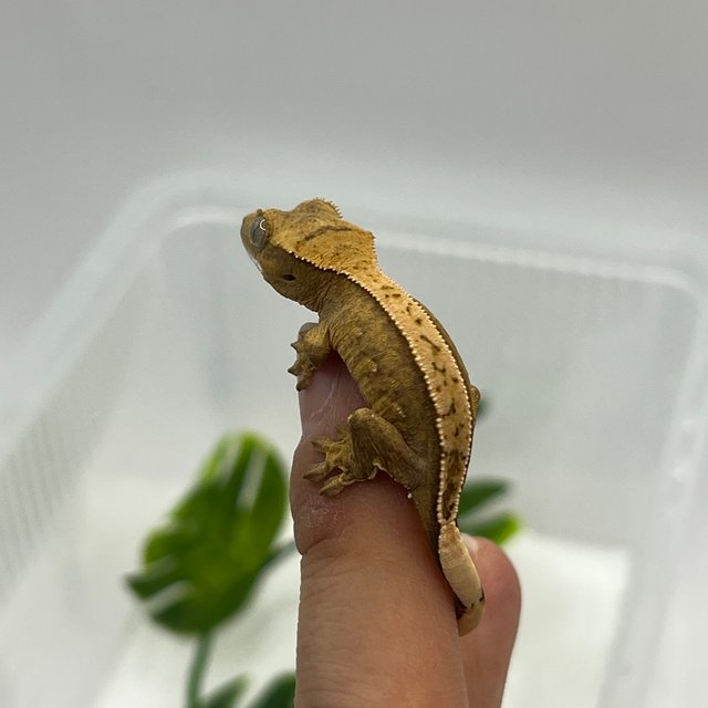 100%헷아잔틱 풀핀