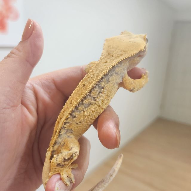 노멀 텐저린