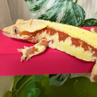 레드 릴리화이트