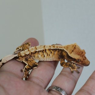 트라이 익스트림할리퀸 텐저린