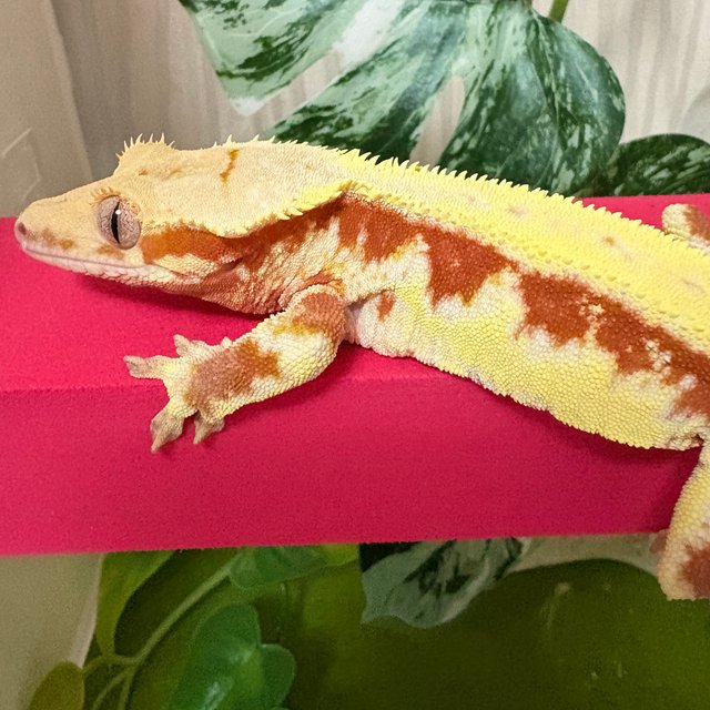 레드 릴리화이트