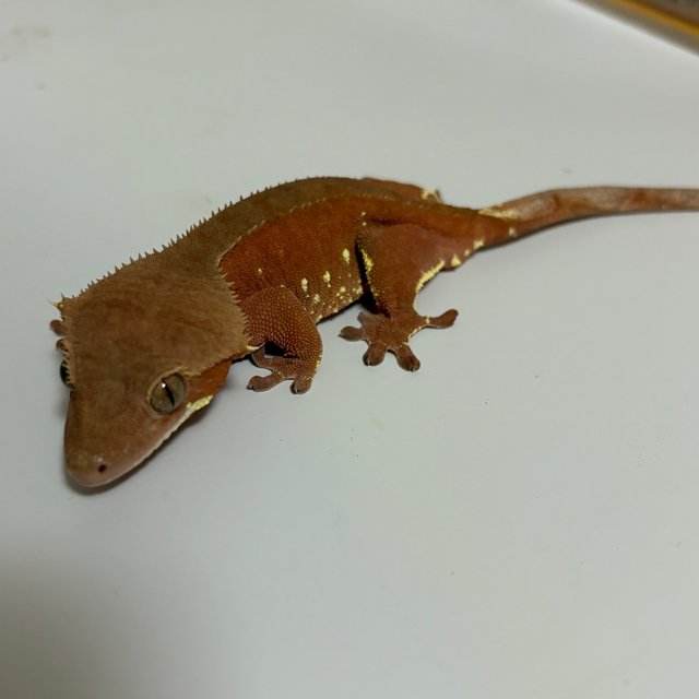 레드 바이 화이트포트홀