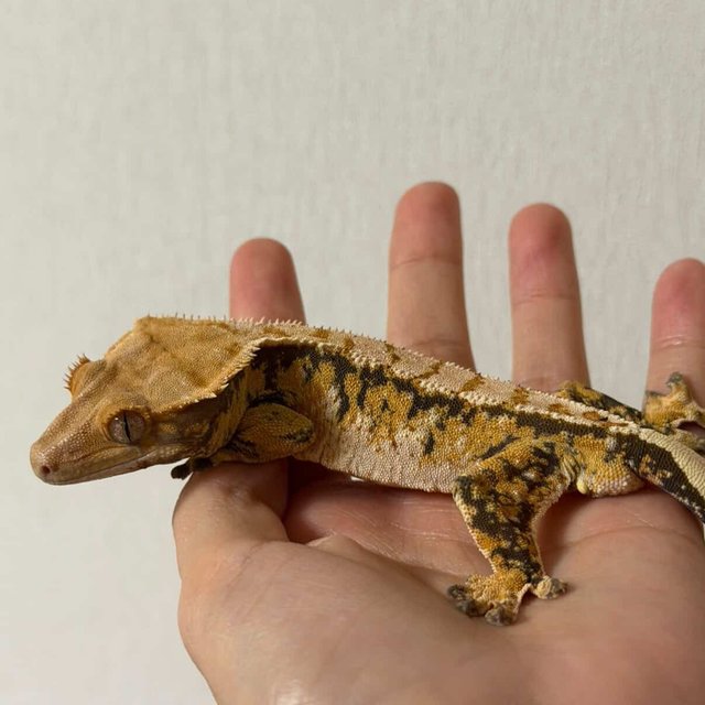 트라이 익스트림할리퀸