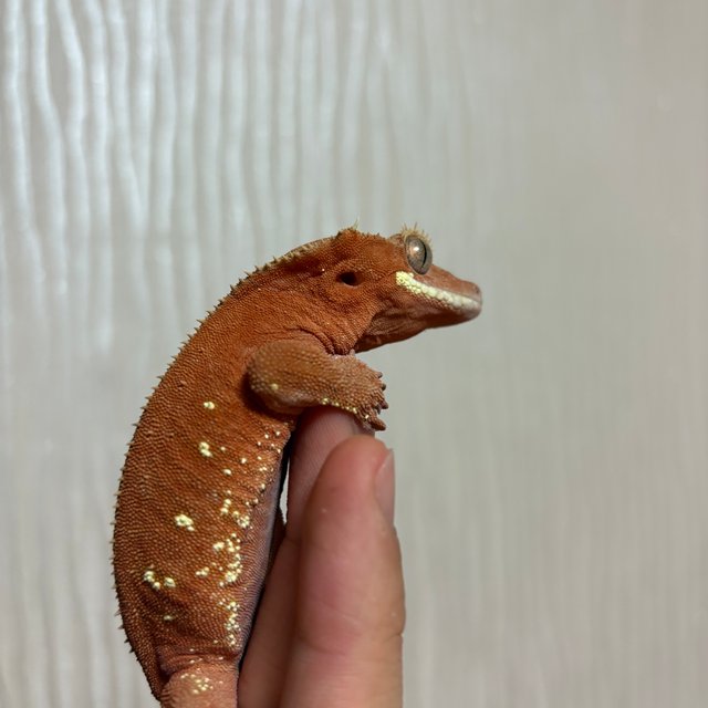 레드 바이 화이트포트홀