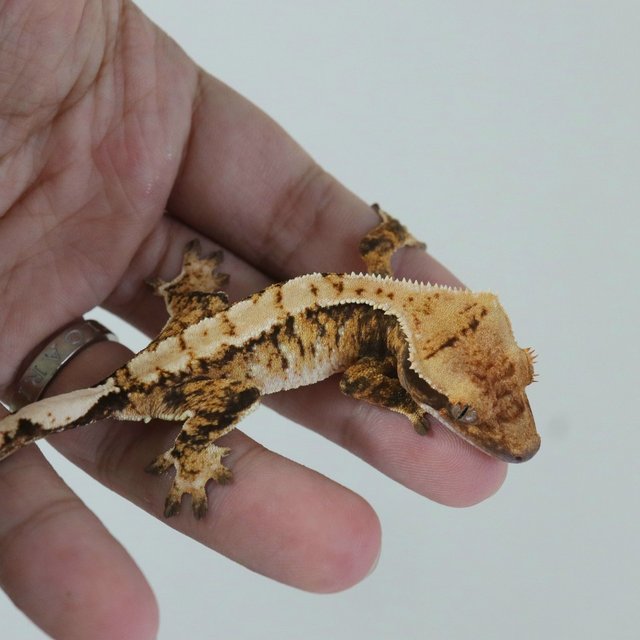 트라이 익스트림할리퀸 텐저린