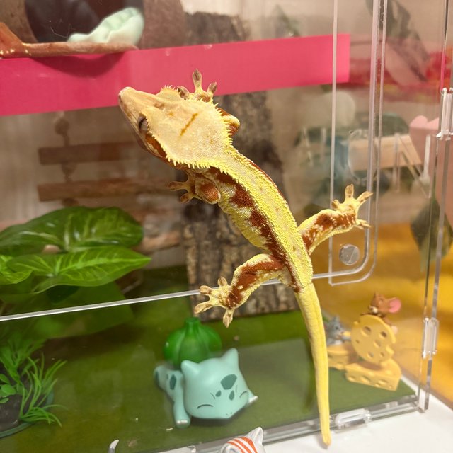 레드 릴리화이트