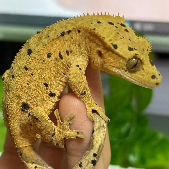 슈퍼달마시안 달마시안