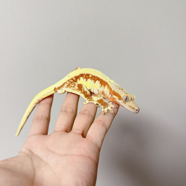 레드 릴리화이트