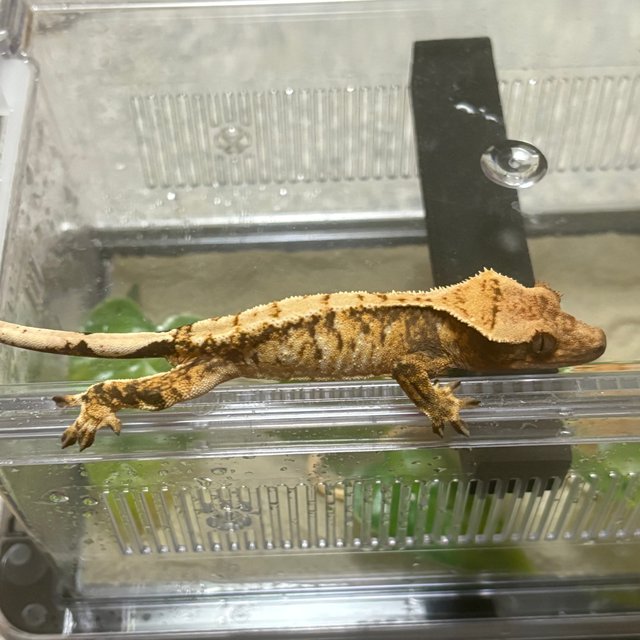 트라이 익스트림할리퀸 텐저린