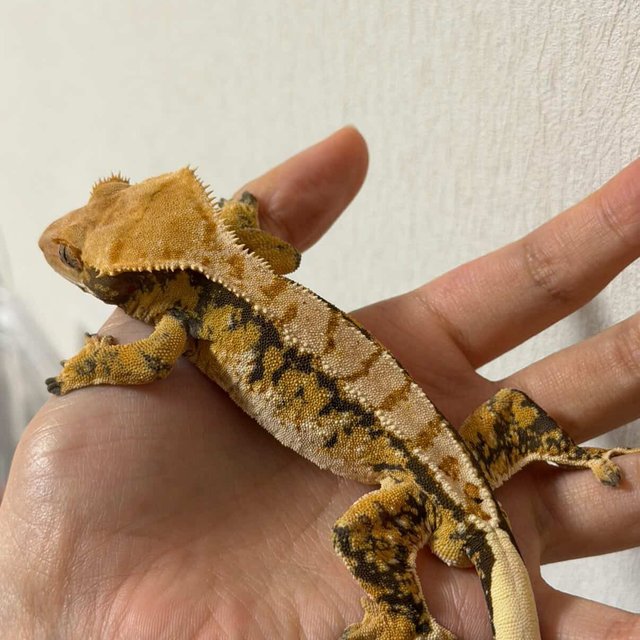 트라이 익스트림할리퀸