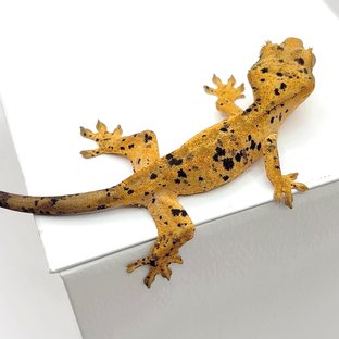 슈퍼달마시안
