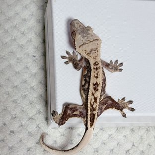 핀스트라이프 풀핀 쿼드