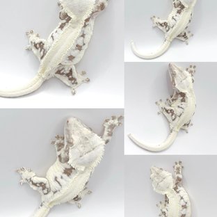 솔리드백 릴리화이트