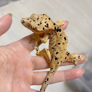 슈퍼달마시안 달마시안