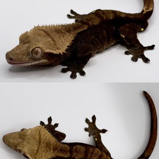 다크 챠콜 벅스킨