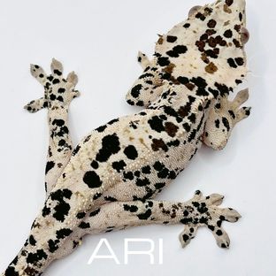 ARI