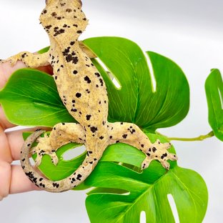 슈퍼달마시안 달마시안