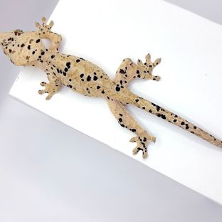 슈퍼달마시안