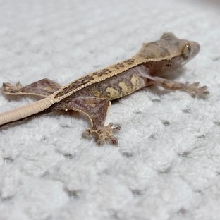 노멀 핀스트라이프 풀핀 쿼드