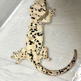PEPPER