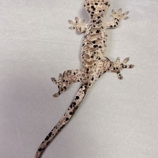 문x애플231209