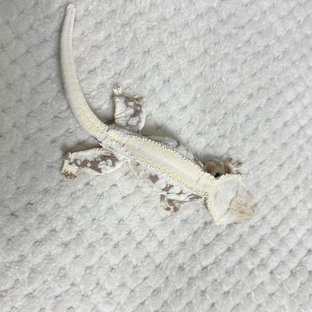 솔리드백 릴리화이트