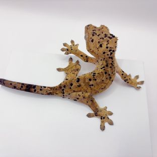 슈퍼달마시안