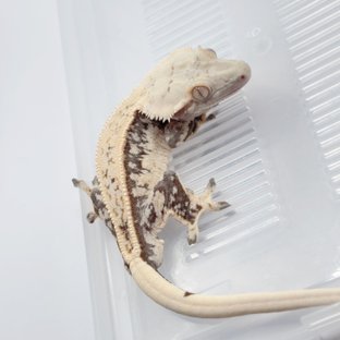 쿼드 풀핀 핀스트라이프