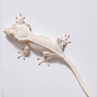 백야