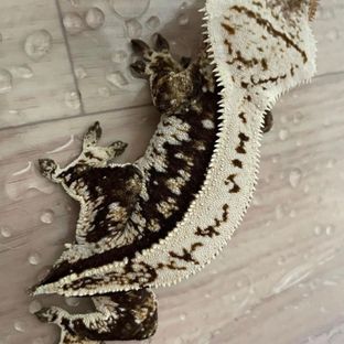 노멀 쿼드 다크 젠젝스
