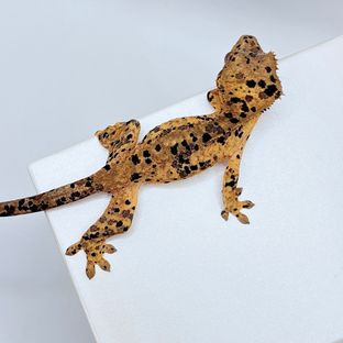 슈퍼달마시안
