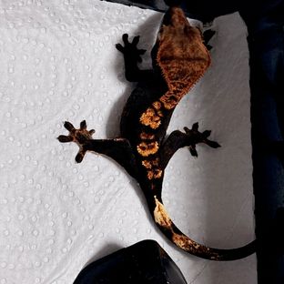플레임 다크 블랙