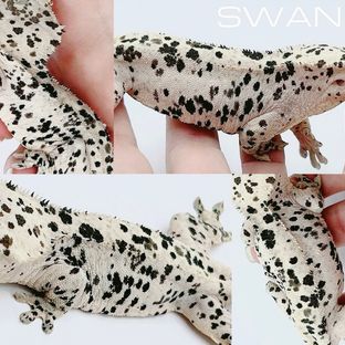 SWAN🦢