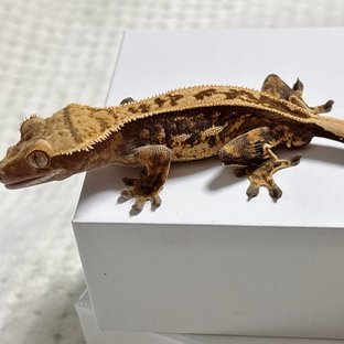 핀스트라이프 풀핀 쿼드 노멀