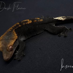 (젯블랙님 개체)