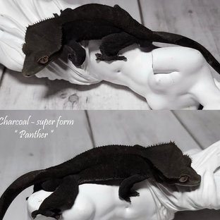 펜서(젯블랙님개체)