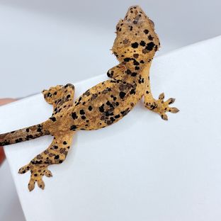 슈퍼달마시안