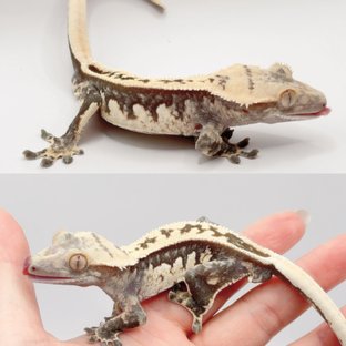 풀핀 쿼드 핀스트라이프