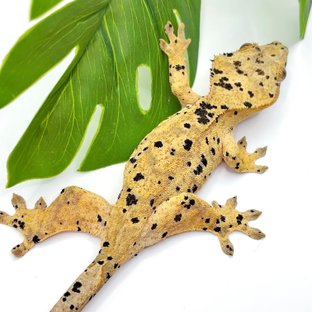 슈퍼달마시안 달마시안