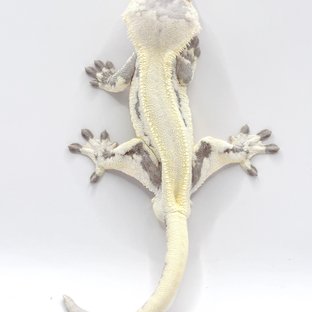 릴리 세이블 솔리드백