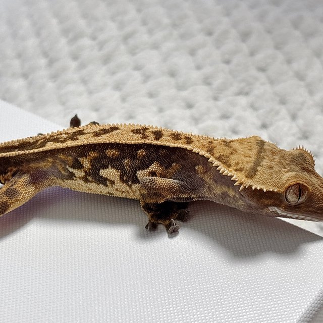 핀스트라이프 풀핀 쿼드 노멀