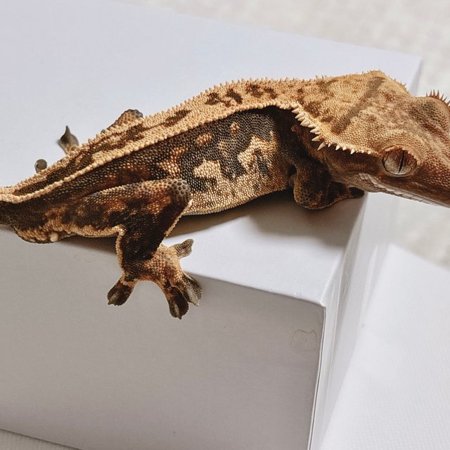 핀스트라이프 풀핀 쿼드 노멀