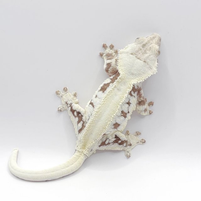 솔리드백 릴리화이트