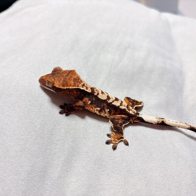 트라이